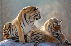 属虎人的桃花位在哪里