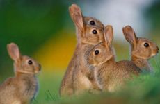 属兔人有没有偏财运