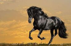 1990年属马人如何旺财