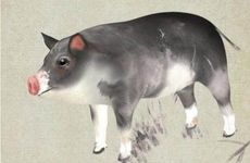 1971属猪人2026全年运势