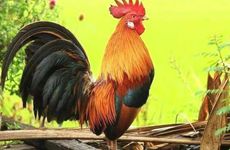 1993年属鸡人的转折年份