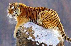 1998年属虎人一生会有三大坎