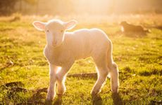 属羊人最吉利的颜色是什么