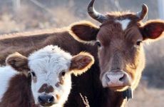 2026年属牛人大忌什么