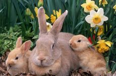 1999年属兔人注定的姻缘