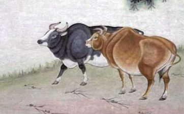 属牛人注定的缘分是谁