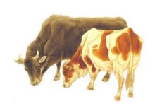 1997年属牛女2026年结婚大利月