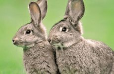 2026属兔人如何提升学习运势