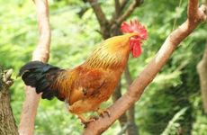 最旺属鸡人的摆件有哪些