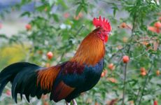 属鸡人的性格特征