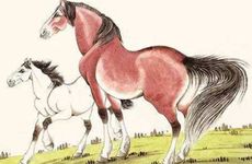 属马人2026年的幸运色和禁忌色