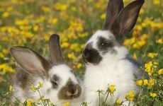 99年属兔人哪一年会动婚