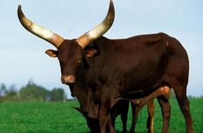 97年属牛人工作去哪个方向合适