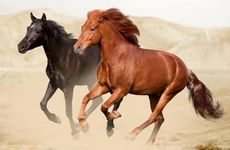 属马男和什么属相匹配最好