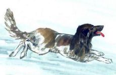 属狗女的正缘桃花是谁