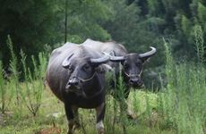 属牛人命中注定的正缘生肖