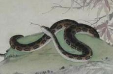 属蛇女二婚在什么时候