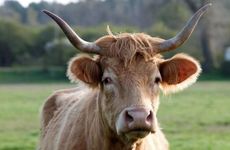 1997年属牛男买婚房住几楼好