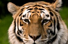 属虎的大人物出生月份