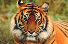 哪些表现说明属虎男在吃醋