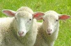 2026属羊人不利月份