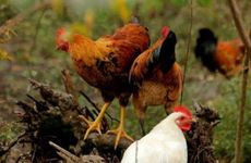 2005年属鸡人读书运如何