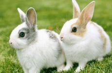 怎样挽回属兔男人的心