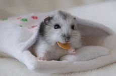 2026年属鼠人运气最旺的月份