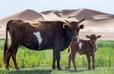 属牛人35岁大劫如何化解