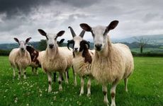 我今年47岁属羊运气如何呢