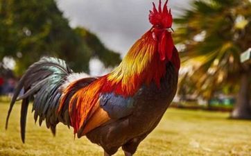 1993年属鸡女的正缘在哪年出现 1993年属鸡女的正缘在哪年出现