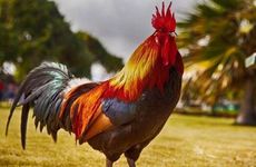 1993年属鸡女的正缘在哪年出现