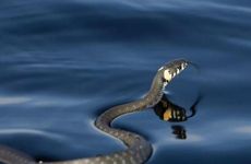 属蛇人2026年适合换工作吗