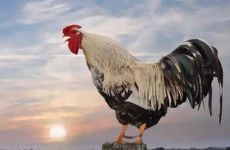 2026年属鸡人的感情运