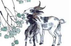 属羊人遇到哪年是桃花年