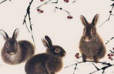 为什么属龙人要远离属兔人