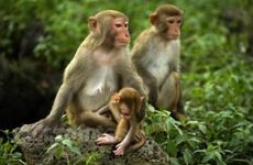 1980年属猴人的财运什么时候到