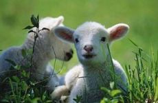 属羊人起名忌讳的50个字