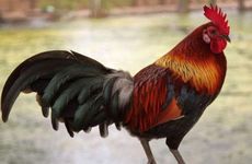 1993年属鸡人33岁命中注定如何