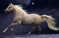 2026年属马人有什么灾