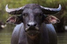 1985年属牛人未来什么时候起大运