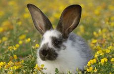 1987年属兔的是什么命 五行属什么