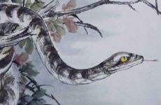 属蛇人心狠体现在哪里