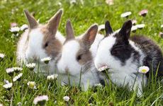 属兔人最难熬的年份