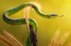 几月出生属蛇人有福气