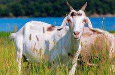 2015年属羊人的最佳学业方向