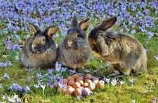 属兔人和什么属相相冲相克