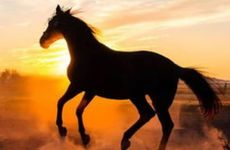 属马人2026犯煞如何化解