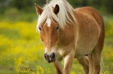 属马人最大的弱点