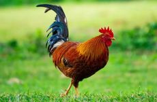 1969年属鸡人的转折点在哪